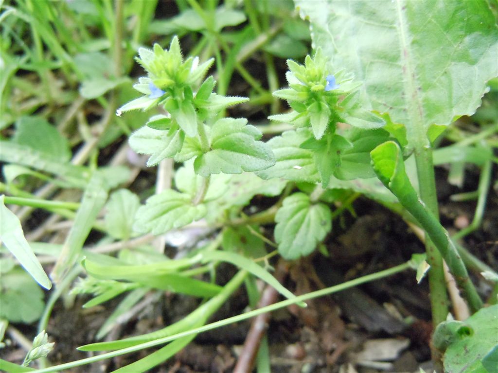 Veronica arvensis